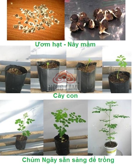 Thông tin về cây chùm ngây (moringa) 5