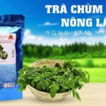 Trà chùm ngây nông lâm