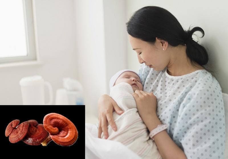 Chia sẻ những lợi ích của nấm linh chi với bà bầu