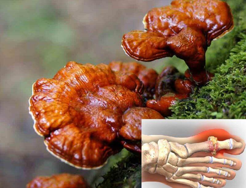 Nấm linh chi giúp hỗ trợ điều trị bệnh Gout an toàn 3