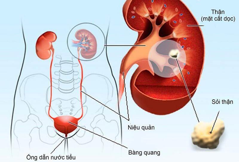 Nấm linh chi giúp bảo vệ thận