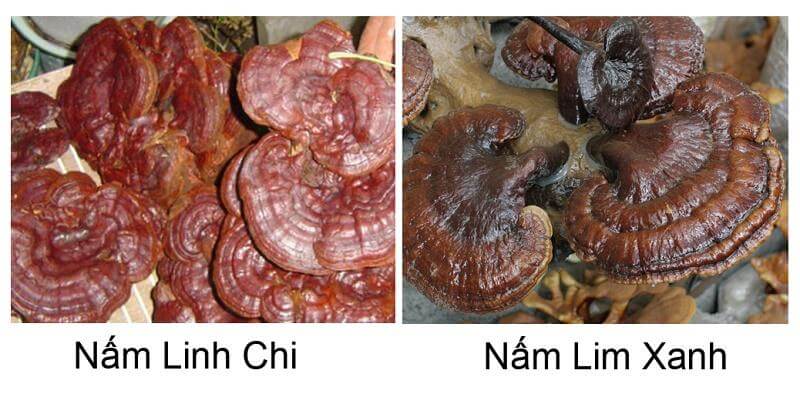 Nấm lim xanh có phải là nấm linh chi hay không? 6