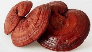 Nấm linh chi đỏ được biết đến như một “thần dược”