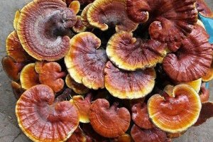 Nấm lim xanh luôn là thực phẩm chức năng hỗ trợ cải thiện sức khỏe tốt nhất