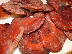 Phân biệt nấm linh chi thật – giả qua màu sắc