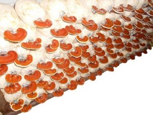 Có thể dựa vào hình dáng của nấm linh chi đỏ để phân biệt thật – giả