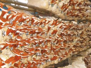 Trong 1 năm có thể trồng 3 – 4 vụ nấm linh chi đỏ
