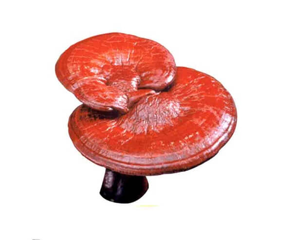 nấm linh chi đỏ việt nam bao nhiêu 1 kg