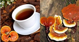 Có thể kết hợp uống nấm lim xanh khi điều trị bệnh bằng phương pháp Tây Y