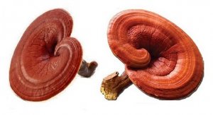 Bạn nên tìm mua nấm linh chi đỏ tại những nơi cung cấp uy tín