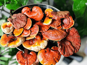 Nấm lim xanh nuôi trồng đúng kỹ thuật vẫn đảm bảo dược tính cao