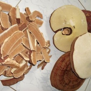 Linh Chi Nông lâm cung cấp nấm linh chi đỏ chất lượng