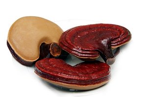 Nấm linh chi đỏ hay còn gọi là Xích Chi