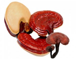 Nấm linh chi đỏ mang đến nhiều lợi ích cho sức khỏe