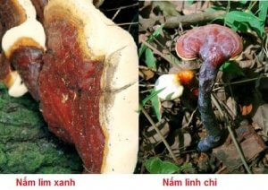 Nấm lim xanh và nấm linh chi có nhiều điểm giống nhau