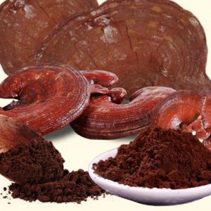 Cần lưu ý một số trường hợp trước khi sử dụng nấm linh chi