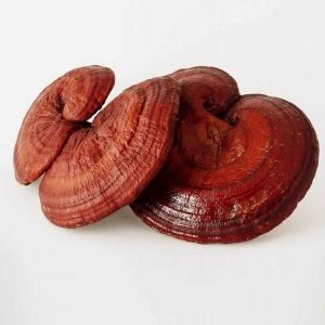 Nấm linh chi đỏ giúp điều trị và duy trì chức năng thận
