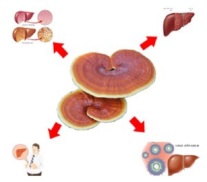 Theo nghiên cứu, nấm lim xanh hỗ trợ điều trị gan nhiễm mỡ và các bệnh khác về gan