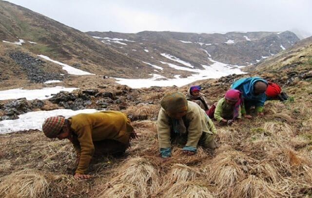 Giá bán đông trùng hạ thảo bhutan