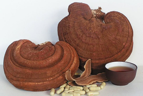 Nấm linh chi có nhiều tác dụng đối với bệnh phổi