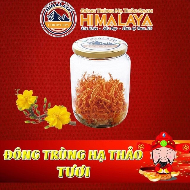 Giá đông trùng hạ thảo himalaya