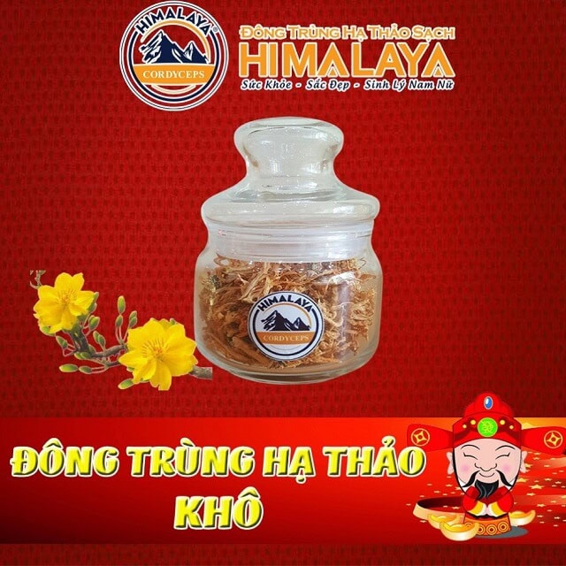 Sử dụng đông trùng hạ thảo himalaya