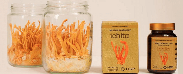 Sử dụng đông trùng hạ thảo Ichita giúp cơ thể khỏe mạnh hơn.