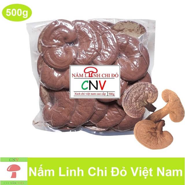 Giá nấm linh chi cây nấm việt cnv