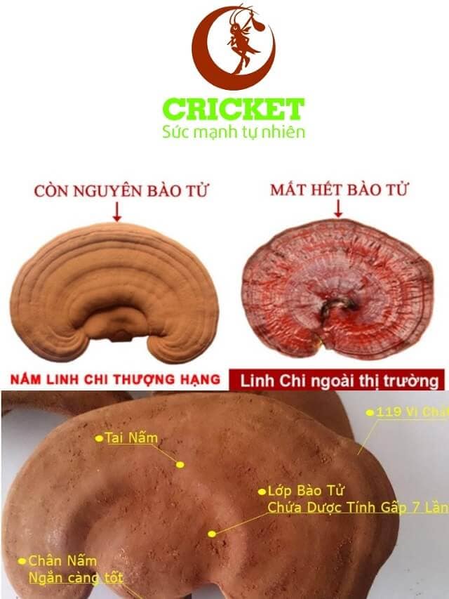 Giá nấm linh chi cricket