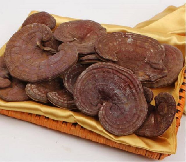 Sử dụng nấm linh chi korea ginseng bio