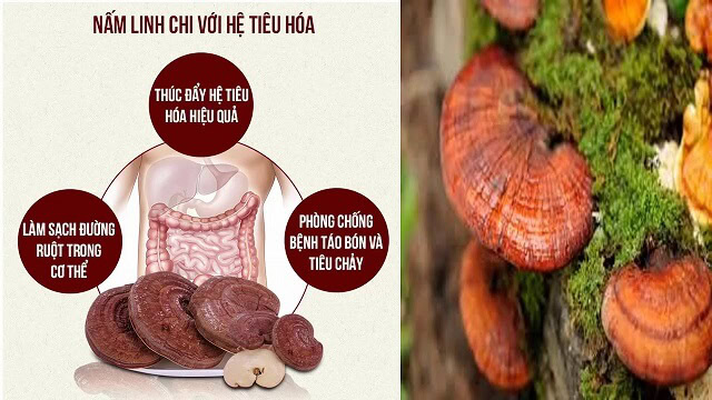 Tác dụng của nấm linh chi ông tiên