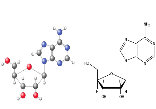 Cordycepin là gì