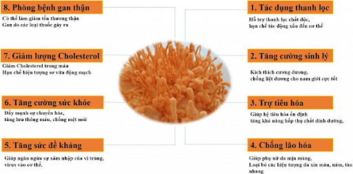 Cordycepin có tác dụng gì