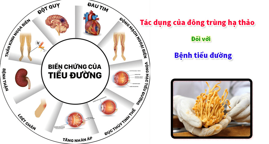 Đông trùng hạ thảo có tốt cho người tiểu đường