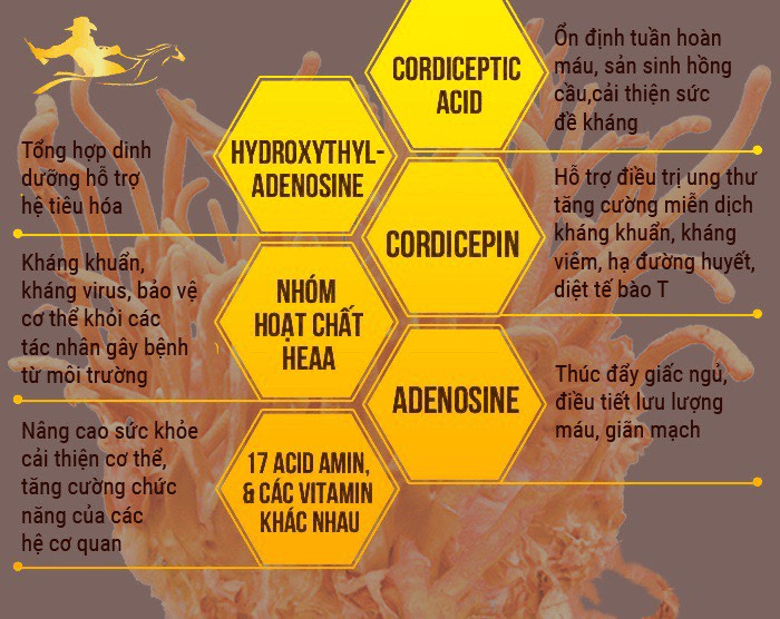 Tác dụng của đông trùng hạ thảo