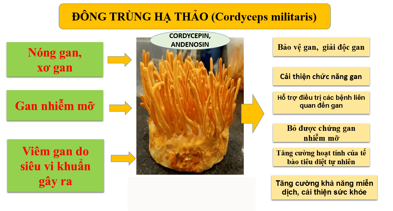 dùng đông trùng hạ thảo trị gan nhiễm mỡ có an toàn