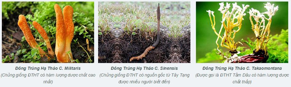 Tác dụng đông trùng hạ thảo