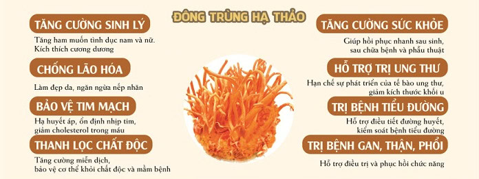 Đông trùng hạ thảo trị bệnh gì