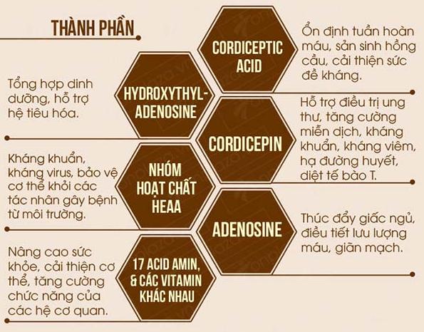 Đông trùng hạ thảo có tác dụng gì