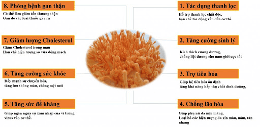 Đối tượng không nên dùng đông trùng hạ thảo