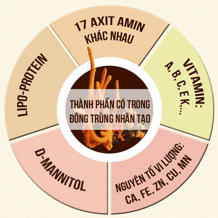 Tác dụng đông trùng hạ thảo với người hay đau bệnh