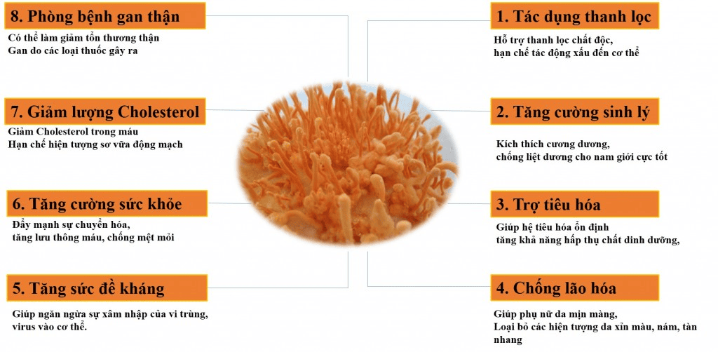 Tác dụng của đông trùng hạ thảo