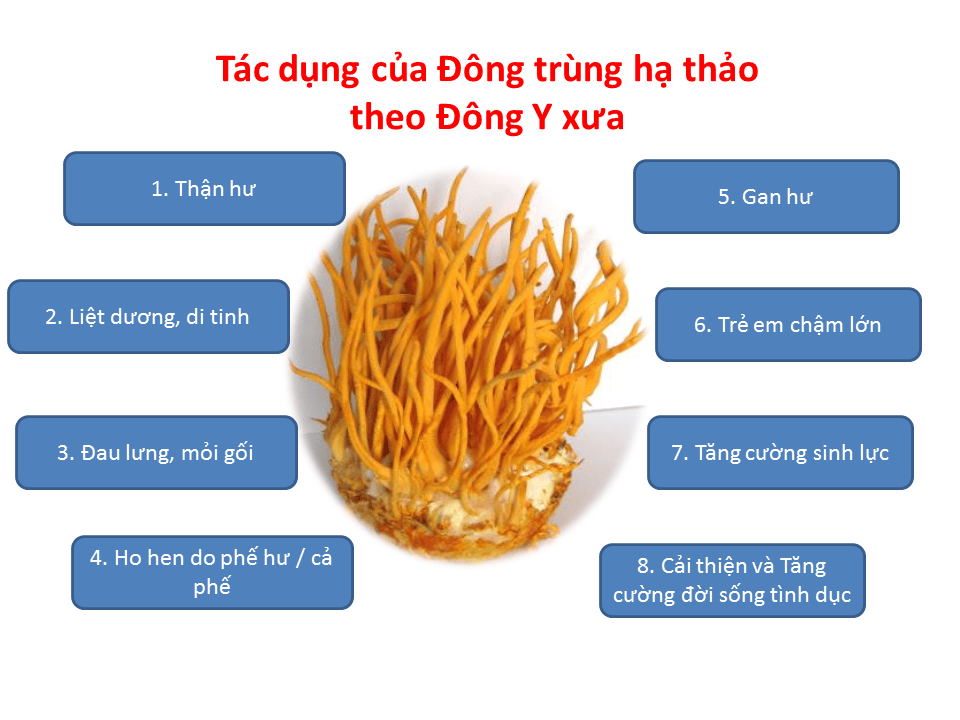 đông trùng hạ thảo trị bệnh gì?