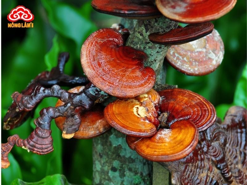 Nấm linh chi tươi nên được bảo quản trong tủ lạnh