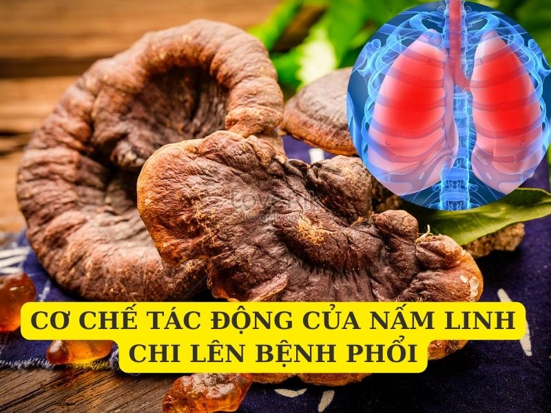 Cơ chế tác động của nấm linh chi lên bệnh phổi