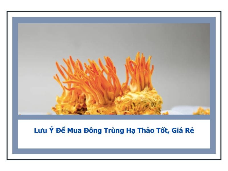 mua đông trùng hạ thảo