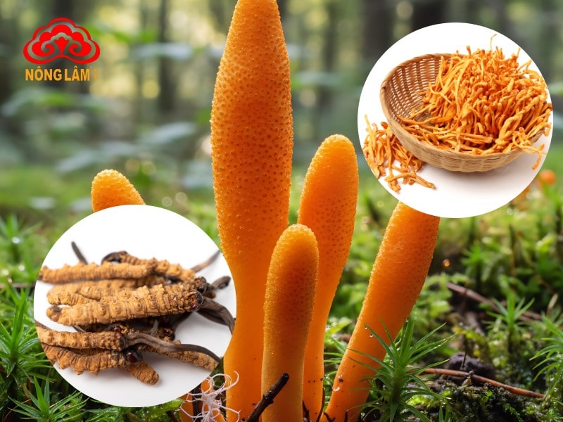 Đông Trùng Hạ Thảo Là Cây Hay Con? 8 Đông trùng hạ thảo không phải là cây hay con mà là một hiện tượng cộng sinh đặc biệt