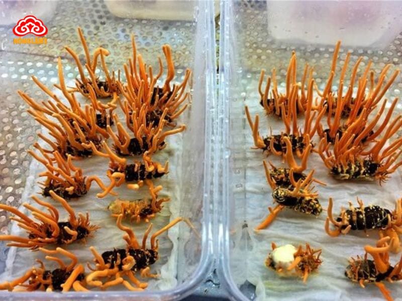 Đông trùng hạ thảo việt nam nuôi cấy
