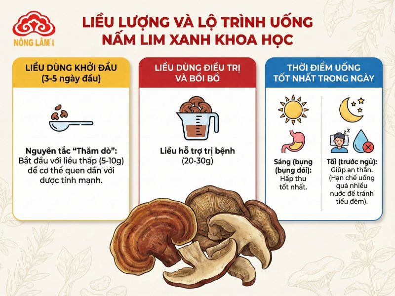 Lưu Ý Khi Uống Nấm Lim Xanh Để Đảm Bảo An Toàn, Hiệu Quả 11 Liều lượng và thời điểm uống nấm lim xanh khoa học