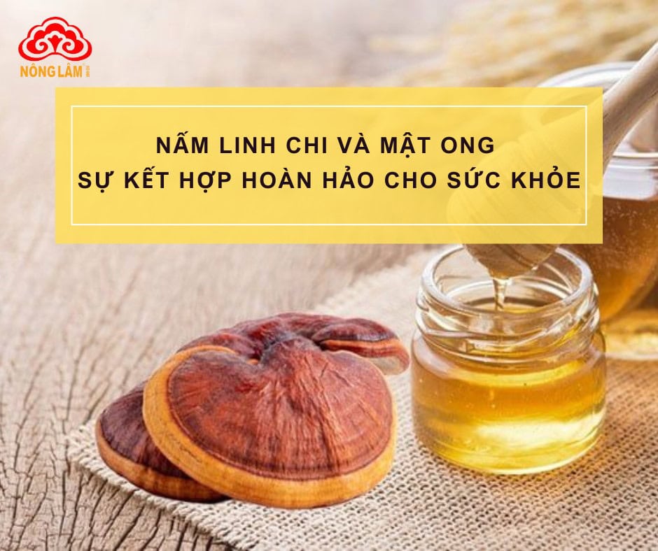 Lợi ích tuyệt vời của nấm linh chi kết hợp mật ong